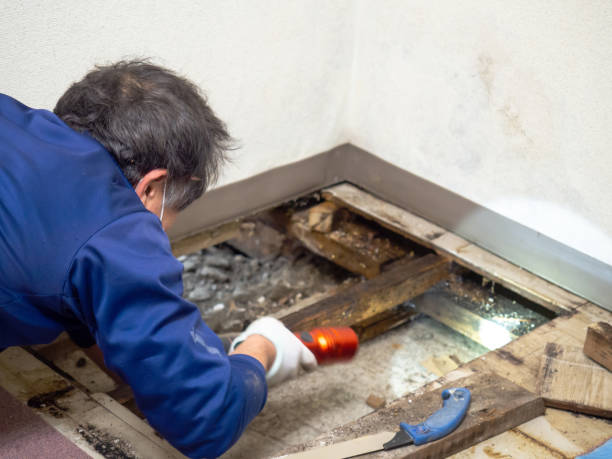 Best Local Mold Removal Service  in Ravenel, SC