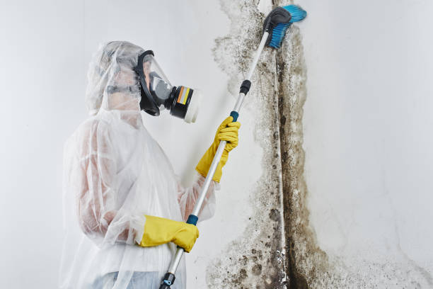 Best Residential Mold Removal  in Ravenel, SC