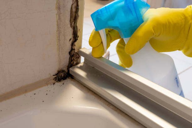 Best Toxic Mold Removal  in Ravenel, SC