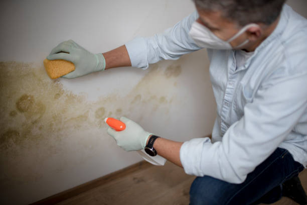 Best Attic Mold Removal  in Ravenel, SC
