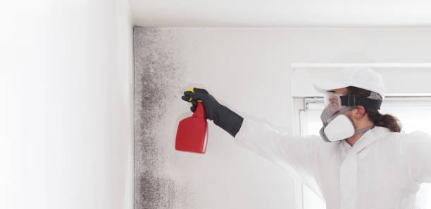 Best Black Mold Removal  in Ravenel, SC