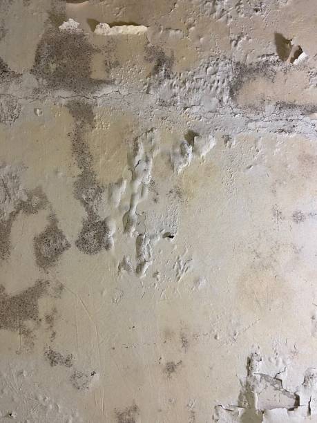 Best Mold Testing  in Ravenel, SC
