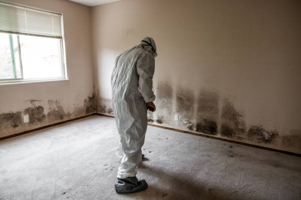 Certified Mold Removal in Ravenel, SC
