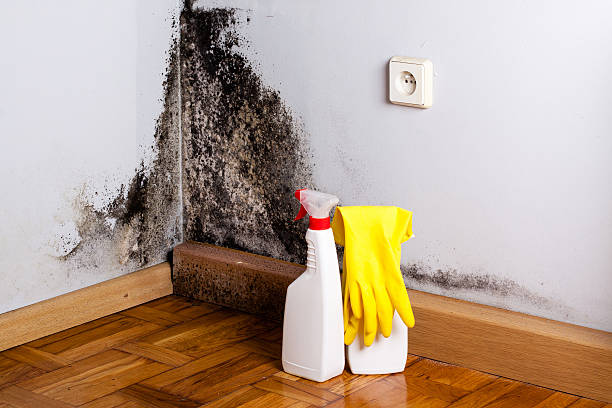 Best Crawl Space Mold Removal  in Ravenel, SC