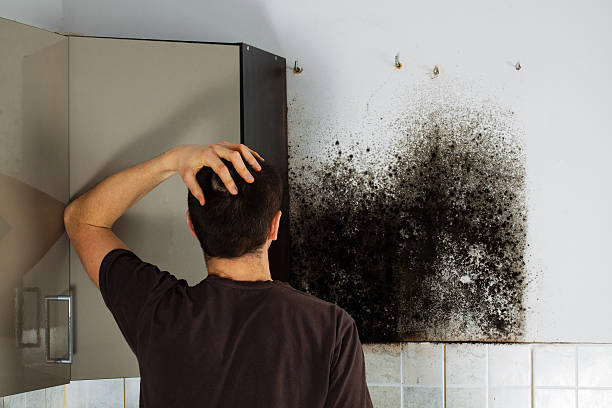 Home Mold Removal in Ravenel, SC