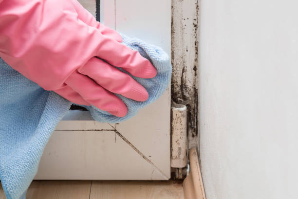 Best Affordable Mold Removal  in Ravenel, SC